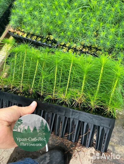 Сеянцы зкс Сосна окс Ель Лиственница Горная