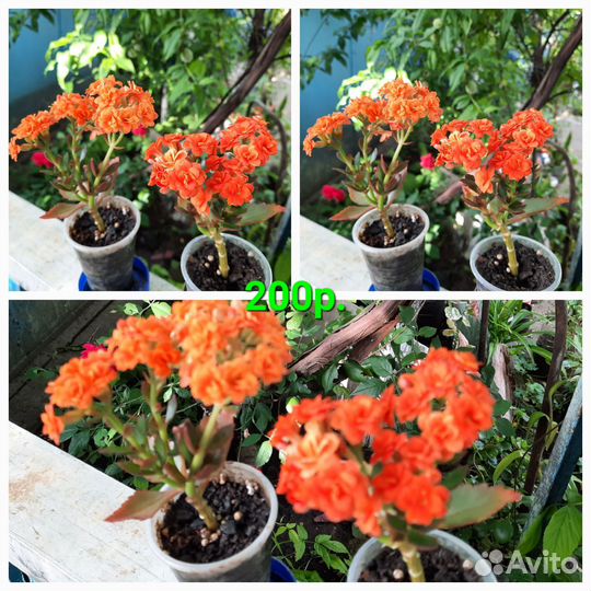 Каланхоэ