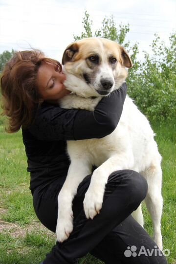 Собака красотка Скарлет в самые добрые руки