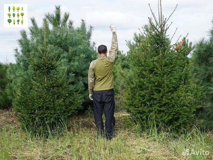 Саженцы ели опт с гарантией