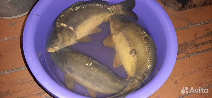 Платная рыбалка