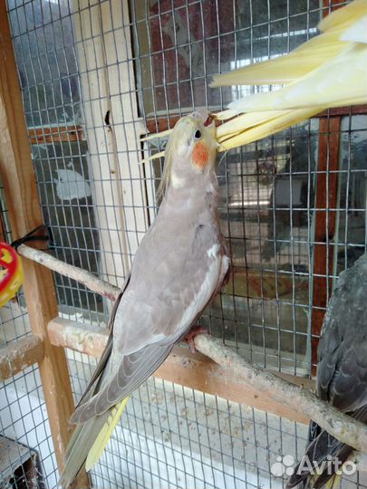 Попугай корелла девочка