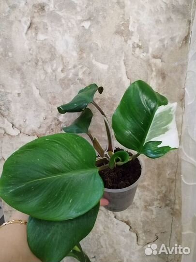 Филодендрон White Knight (Белый Рыцарь)