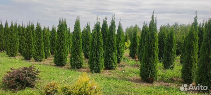 Озеленение и благоустройство