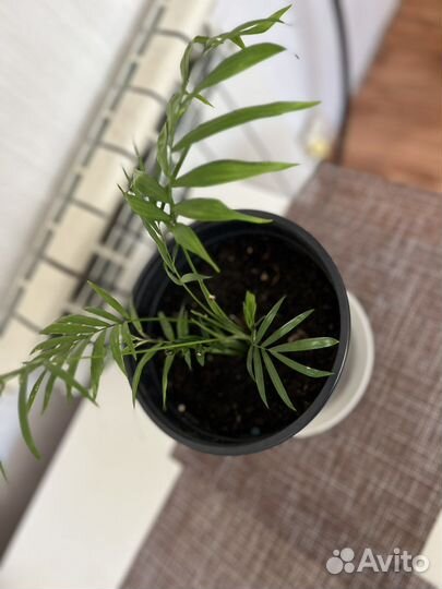 Денежное дерево