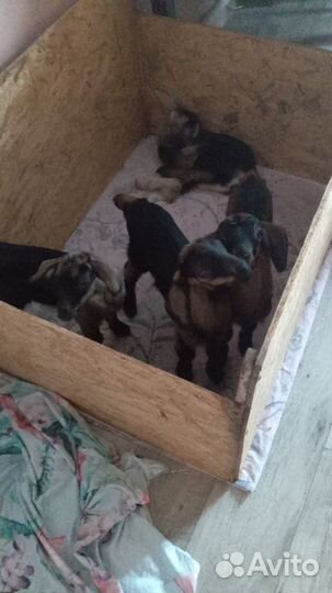 Козлики на племя