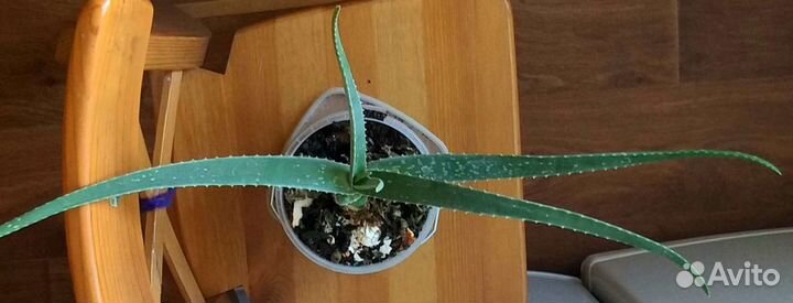 Алоэ вера лечебный