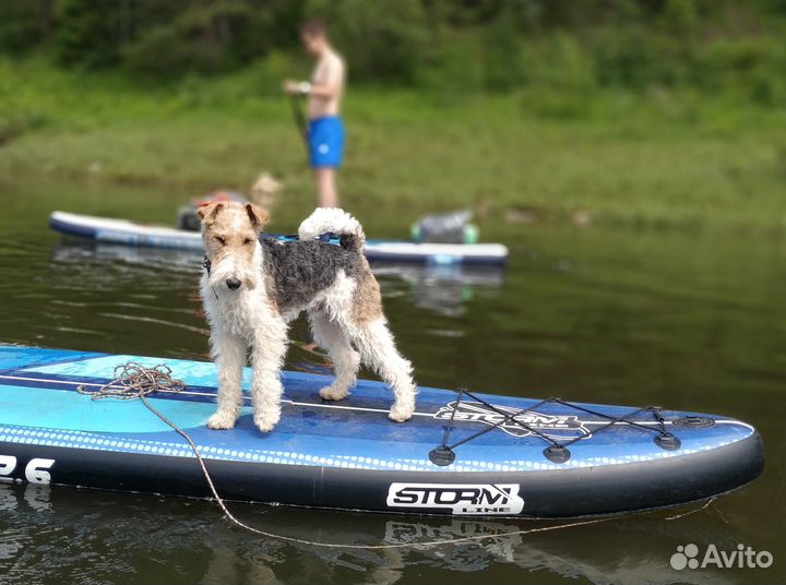 Фокстерьер для вязки