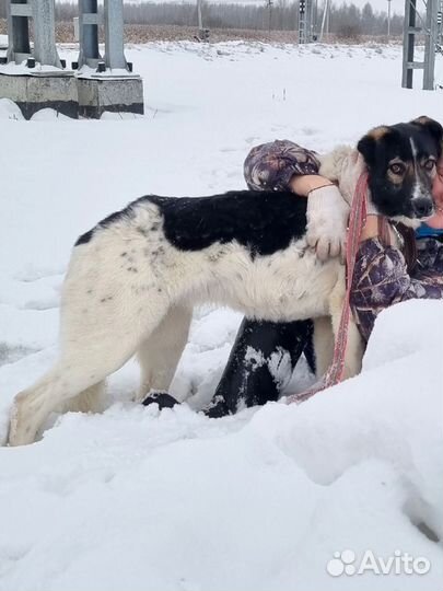 Отдам собаку в добрые руки