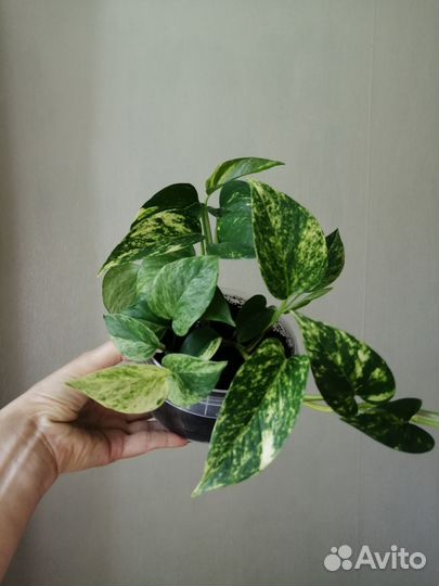 Эпипремнум золотистый и марбл квин