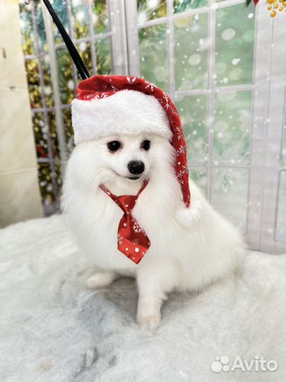 Померанский шпиц вязка кобель