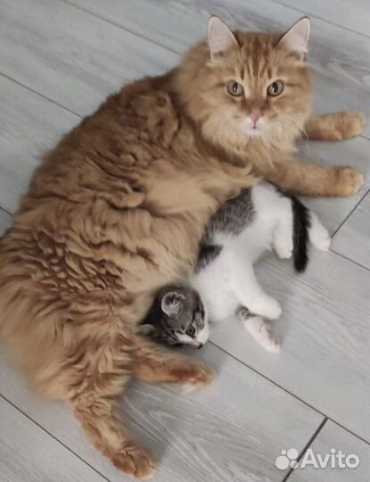 Котик мальчик, в добрые руки