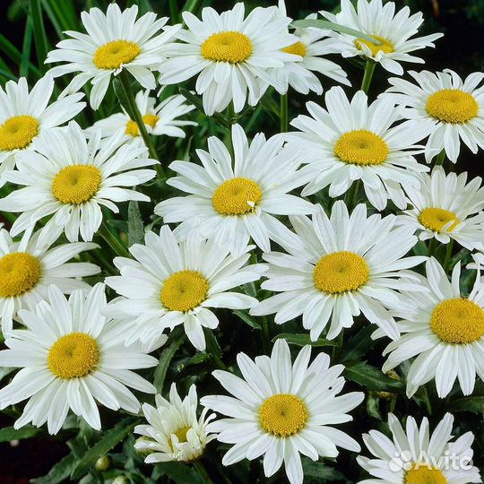 Ромашка крупная