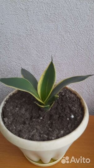 Сансевиерия