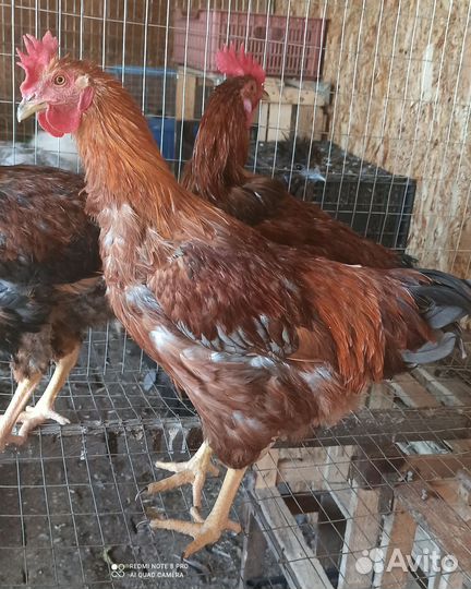 Петухи русская хохлат,брама,легбар,бреккель серебр