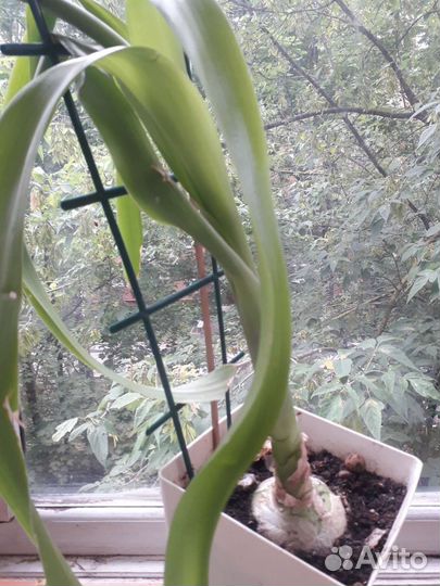 Цветы, Марата,сингониум