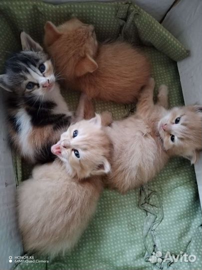 Котята в добрые руки 2 месяца