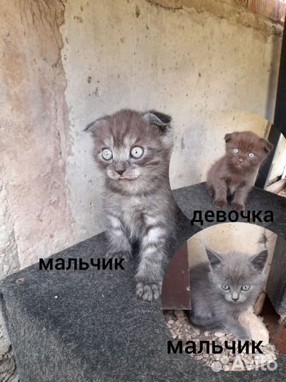 Отдам котят