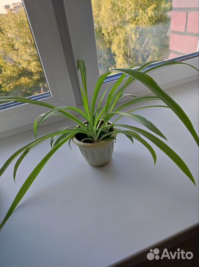 Хлорофитум