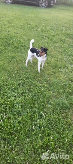 Фокстерьер жесткошерстный