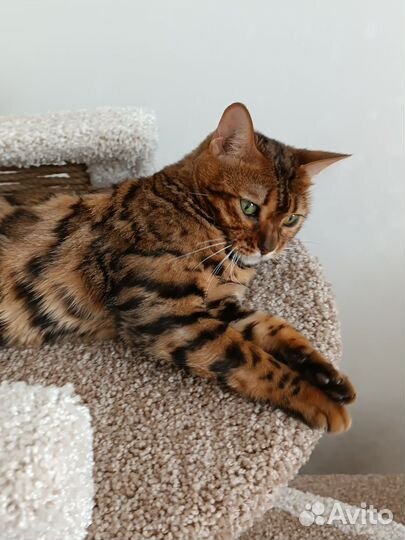 Когтеточка домик