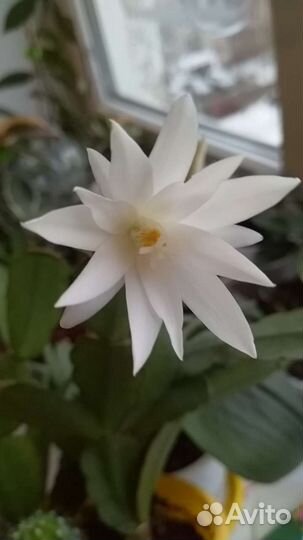 Рипсалидопсис Sirius