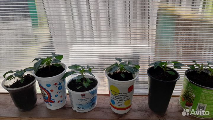 Рассада комнатного острого жёлтого перчика