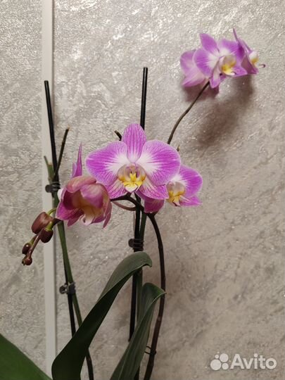 Орхидея фаленопсис