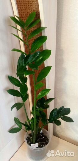 Замиокулькас, долларовое дерево