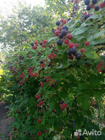 Черная малина кумберленд купить в Ярославле | Товары для дома и дачи ...