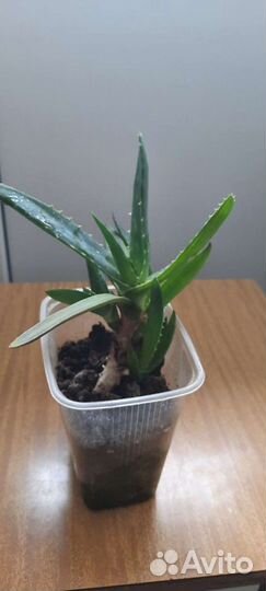 Растение алоэ-вера. Высота 14-15 см