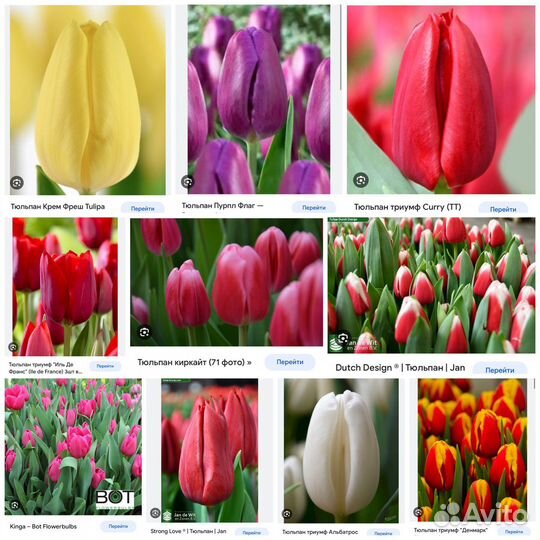 Луковицы тюльпан Голландия (после выгонки)