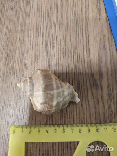Раковина моллюска Rapana Bezoar