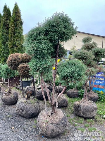 Можжевельник формированный