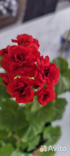 Герань пеларгония