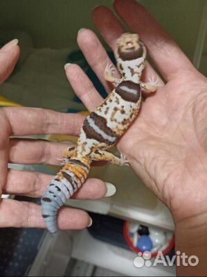 Геметиконикс