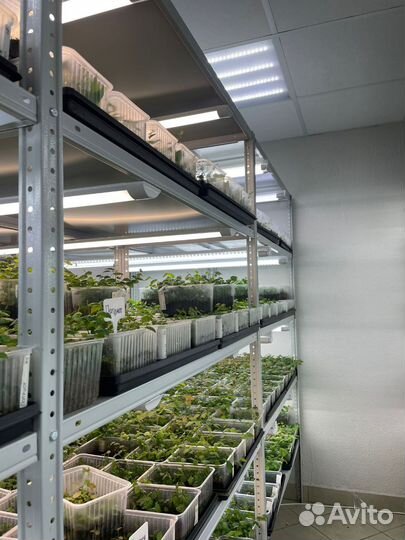 Голубика 4-6 месяцев