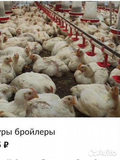 Куры бройлеры