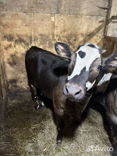 Телка 3 месяца