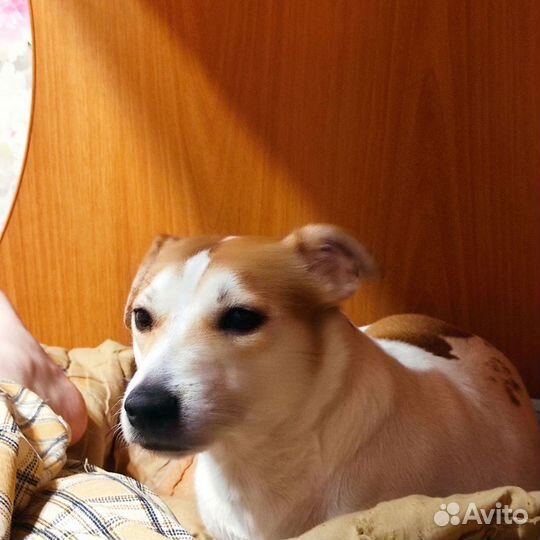 Джек рассел