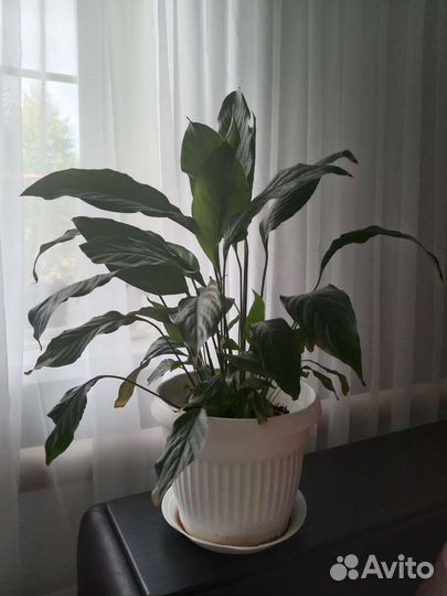 Спатифиллум