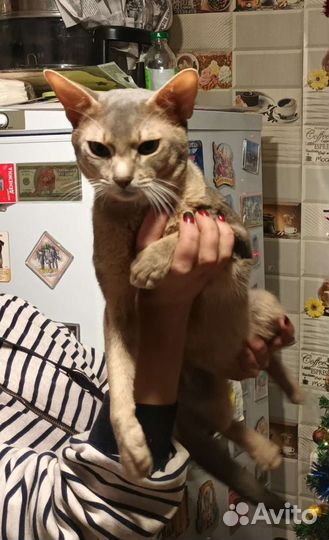 Абиссинский кот вязка