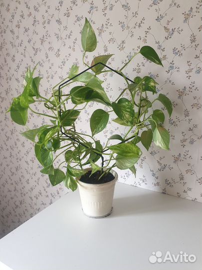 Сциндапсус