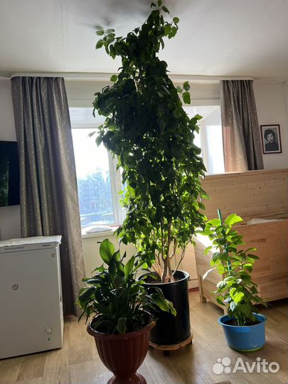 Китайская роза