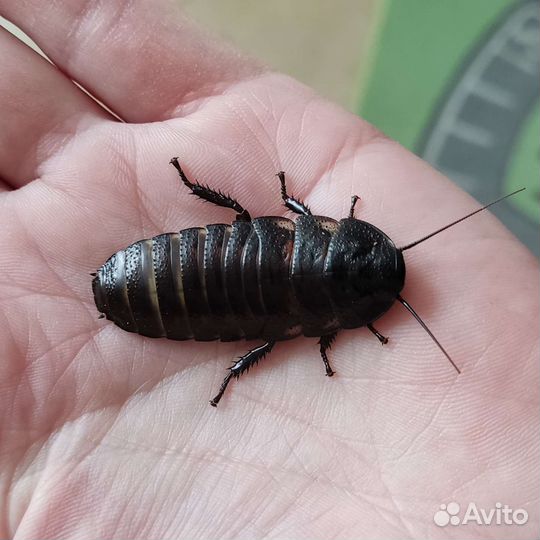 Мадагаскарский шипящий таракан