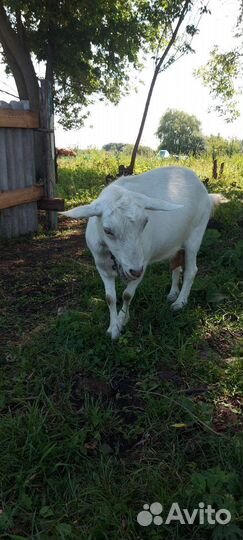 Зааненская коза