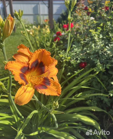 Лилейники сортовые