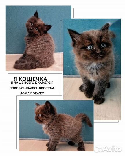 Котёнок котята кошка кот котик