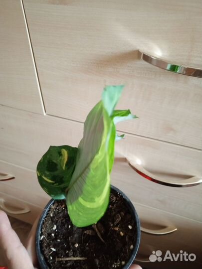 Маранта Триколор и Ким Бьюти