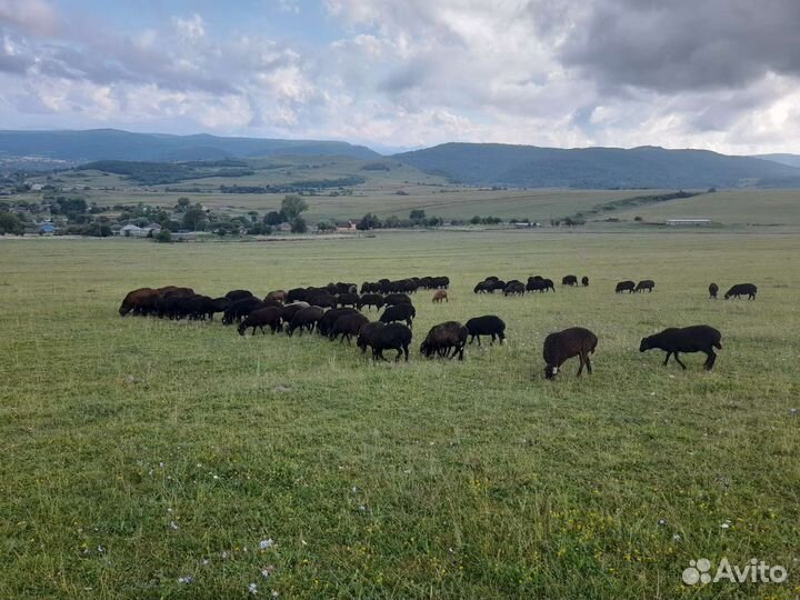 Овцы барашки